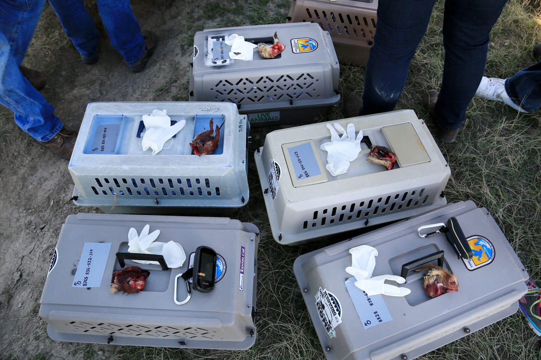 Black-footed ferret kennels